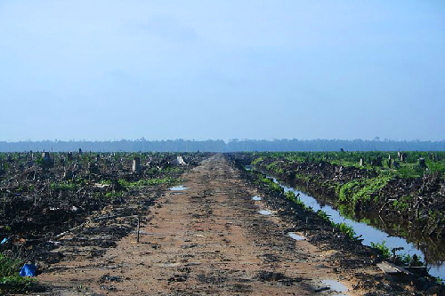 Deforestation due to oil palm exploitation in Sumatra