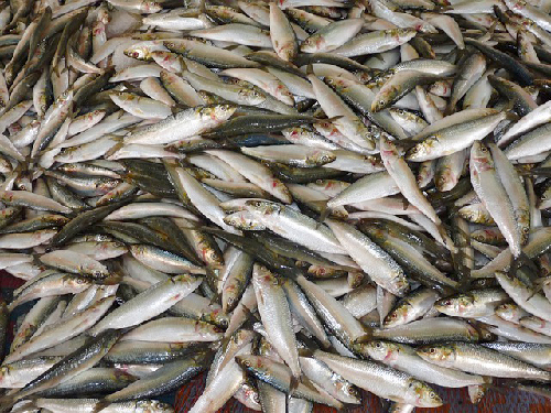 Our need for food is destroying the fish stocks